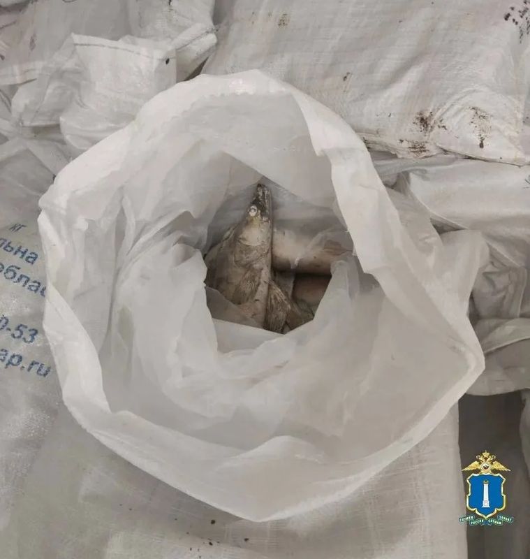 Рыба-нелегалка ценой в миллионы рублей не доехала до Самарской области