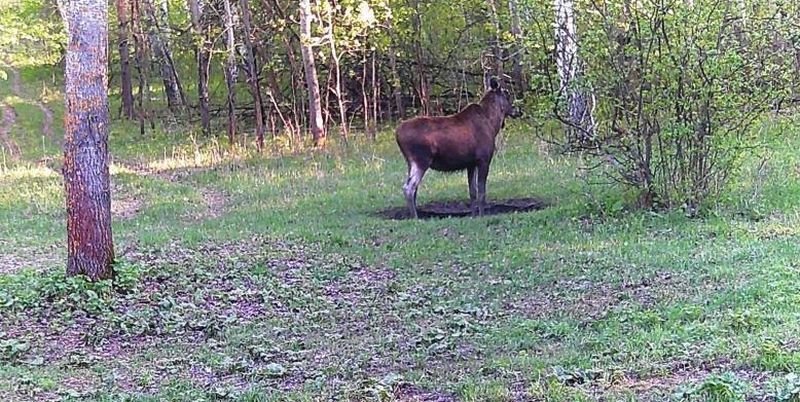 В Самарской области сбито 35 выскочивших из леса животных