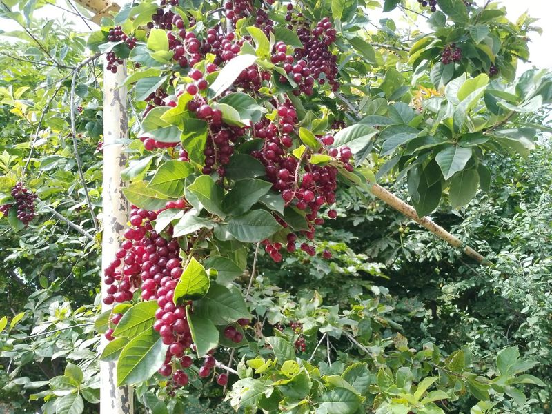 Антициклон из Европы прогонит дожди из Сызрани - метеорологи выяснили, насколько далеко и надолго