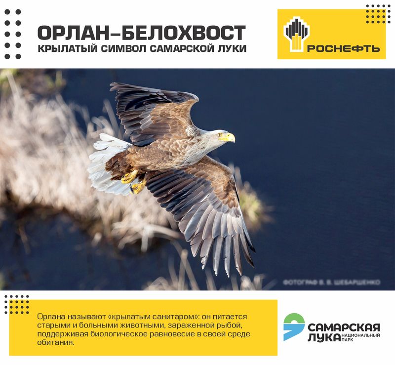Фотовыставка «Роснефти» познакомит жителей Сызрани с редкой птицей