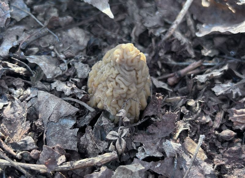 В Самарской области обнаружены первые грибы