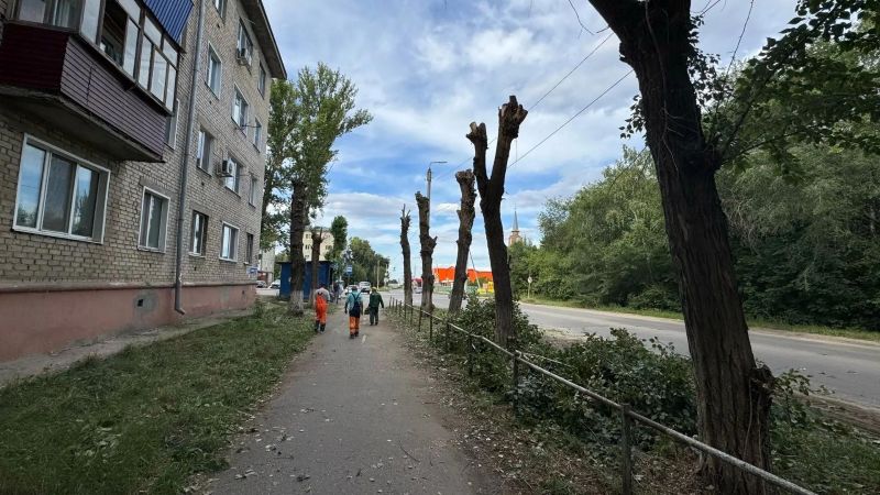До 15 деревьев на адресе: в Сызрани продолжается масштабный снос аварийных деревьев