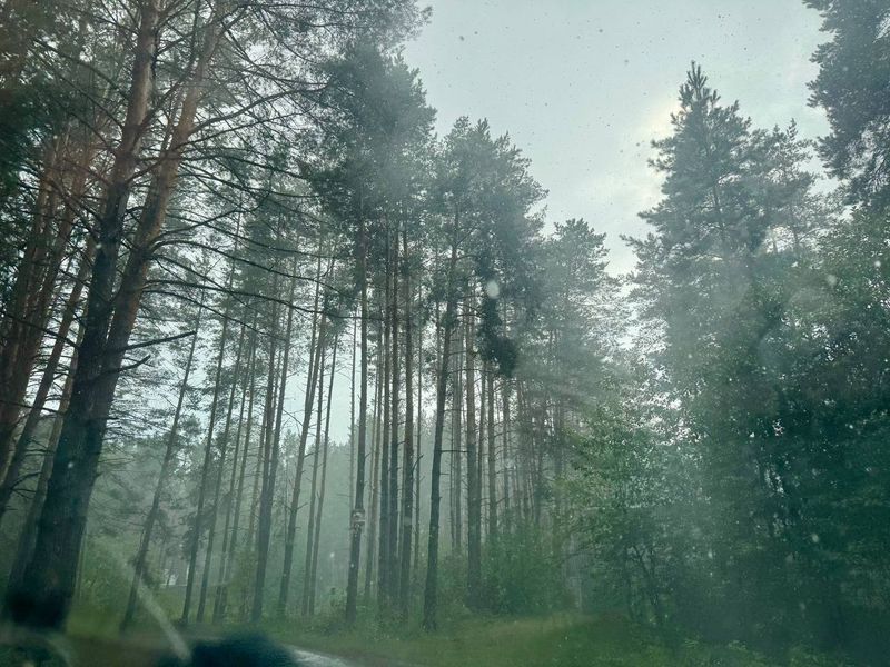Осенняя встреча с лосем на дороге может плохо кончиться - какие ошибки допускают автомобилисты