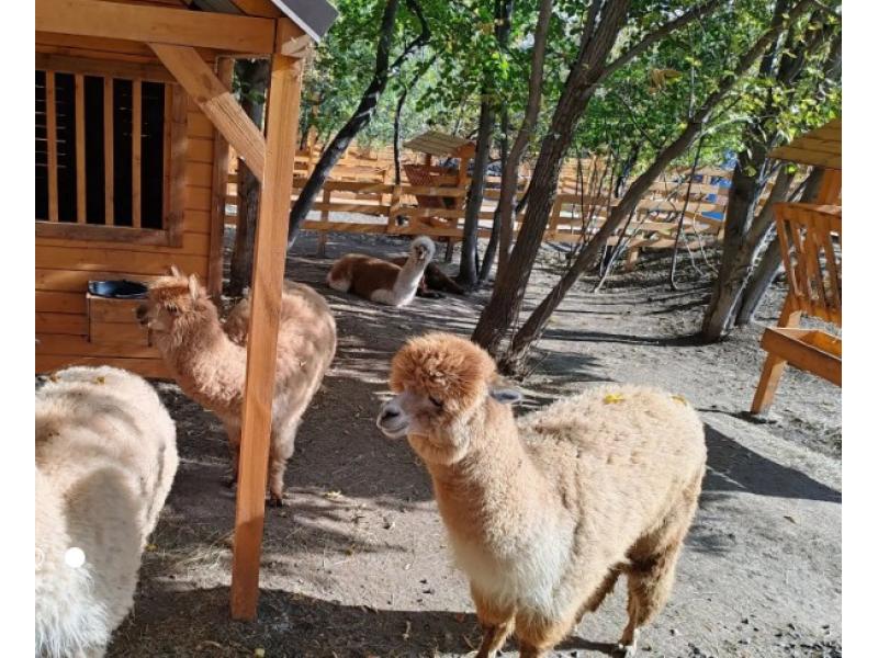 В Самаре выявили нарушения в парке с альпаками и ламами
